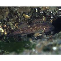 Sebastes taczanowskii (Steindachner, 1880)