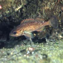 Sebastes taczanowskii (Steindachner, 1880)