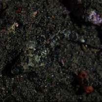 Cottidae, indet. gen. & sp