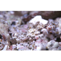 Grallenia arenicola Shibukawa et Iwata, 2007