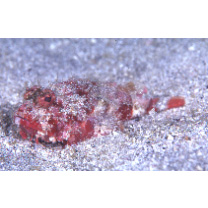 Scorpaenopsis cotticeps Fowler, 1938