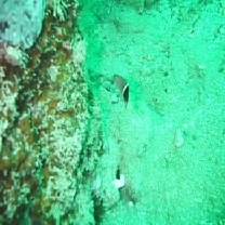 Bodianus perditio (Quoy et Gaimard, 1834)