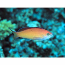 Pseudanthias dispar (Herre, 1955)