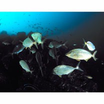 Seriola dumerili (Risso, 1810)