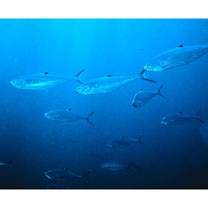 Scomberoides lysan (Forsskal, 1775)