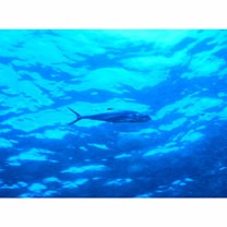 Scomberoides lysan (Forsskal, 1775)