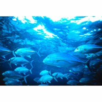 Caranx melampygus Cuvier, 1833