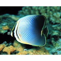 Chaetodon baronessa Cuvier, 1829