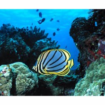 Chaetodon meyeri Bloch et Schneider, 1801