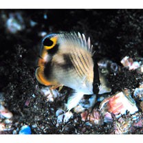 Chaetodon vagabundus Linnaeus, 1758