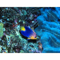 Centropyge interrupta (Tanaka, 1918)