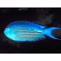 Genicanthus watanabei (Yasuda et Tominaga, 1970)