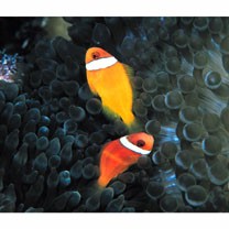 Amphiprion frenatus Brevoort, 1856