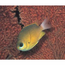 Chromis albicauda Allen et Erdmann, 2009