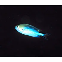 Pomachromis richardsoni (Snyder, 1909)