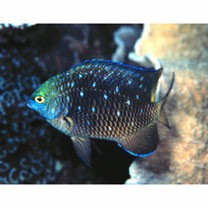 Plectroglyphidodon lacrymatus (Quoy et Gaimard, 1825)