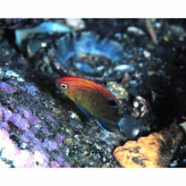 Pomacentrus bankanensis Bleeker, 1853