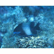 Stegastes nigricans (Lacepede, 1802)