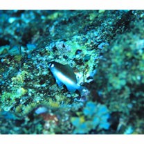 Plectroglyphidodon imparipennis (Vaillant et Sauvage, 1875)