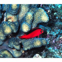 Neocirrhites armatus Castelnau, 1873