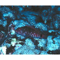 Cirrhitops hubbardi (Schultz, 1943)