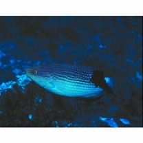 Bodianus loxozonus (Snyder, 1908)