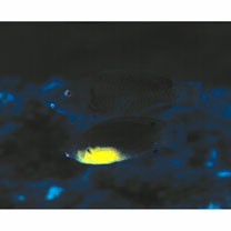 Anampses twistii Bleeker, 1856