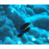 Anampses twistii Bleeker, 1856