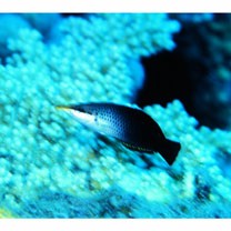 Gomphosus varius Lacepede, 1801