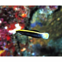 Labroides bicolor Fowler et Bean, 1928