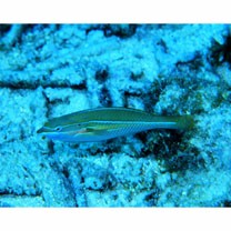 Stethojulis strigiventer (Bennett, 1832)