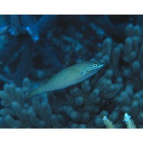 Stethojulis strigiventer (Bennett, 1832)