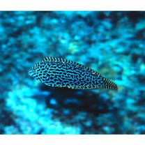 Macropharyngodon meleagris (Valenciennes, 1839)