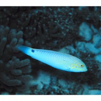 Halichoeres trimaculatus (Quoy et Gaimard, 1834)