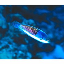 Cirrhilabrus lyukyuensis Ishikawa, 1904