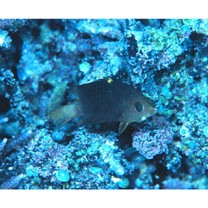 Epibulus insidiator (Pallas, 1770)