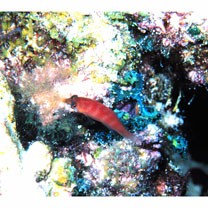 Pseudocheilinus evanidus Jordan et Evermann, 1903