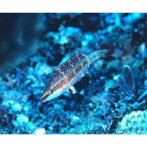 Oxycheilinus unifasciatus (Streets, 1877)