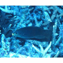 Labrichthys unilineatus (Guichenot, 1847)