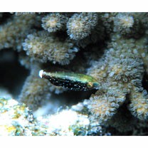 Scarus niger Forsskal, 1775