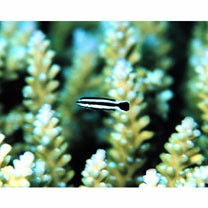 Labropsis manabei Schmidt, 1931