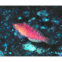 Pseudolabrus eoethinus (Richardson, 1846)