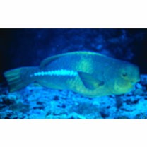 Scarus obishime Randall et Earle, 1993