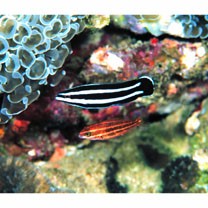 Labropsis manabei Schmidt, 1931