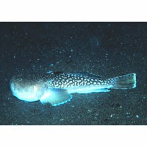 Uranoscopus chinensis Guichenot, 1882