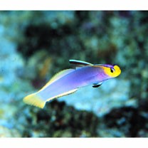 Nemateleotris helfrichi Randall et Allen, 1973