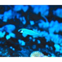 Ptereleotris zebra (Fowler, 1938)