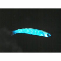 Ptereleotris zebra (Fowler, 1938)