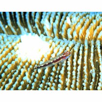 Eviota sebreei Jordan et Seale, 1906