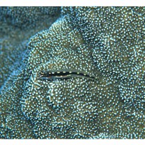 Eviota sebreei Jordan et Seale, 1906